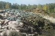 В Челябинской области обнаружили огромное количество не захороненных свиных туш
