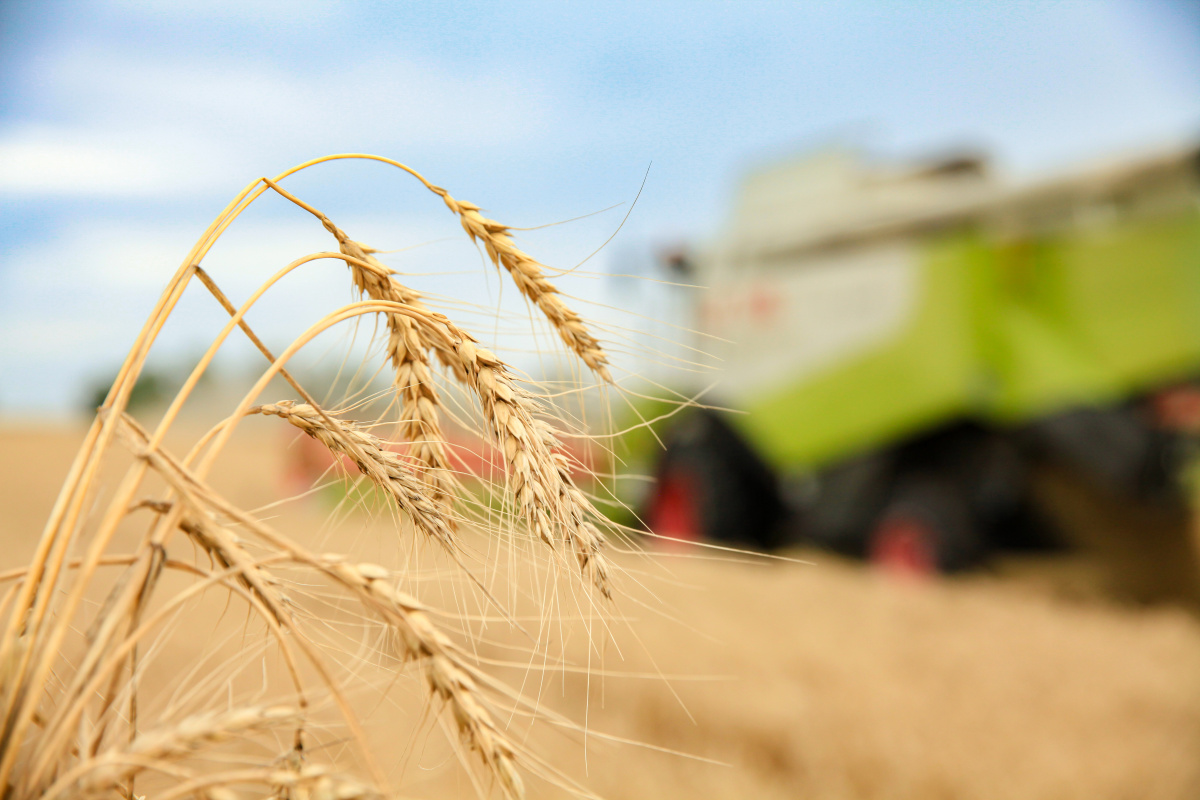 Группа «Черкизово» в 2026 году соберет урожай с 279 тысяч га