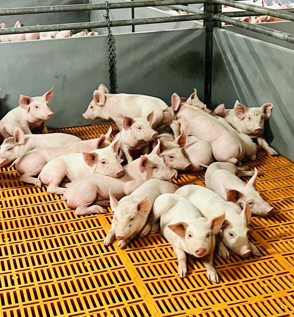 ГК «Талина» подтвердила статус одного из крупнейших производителей свинины в России