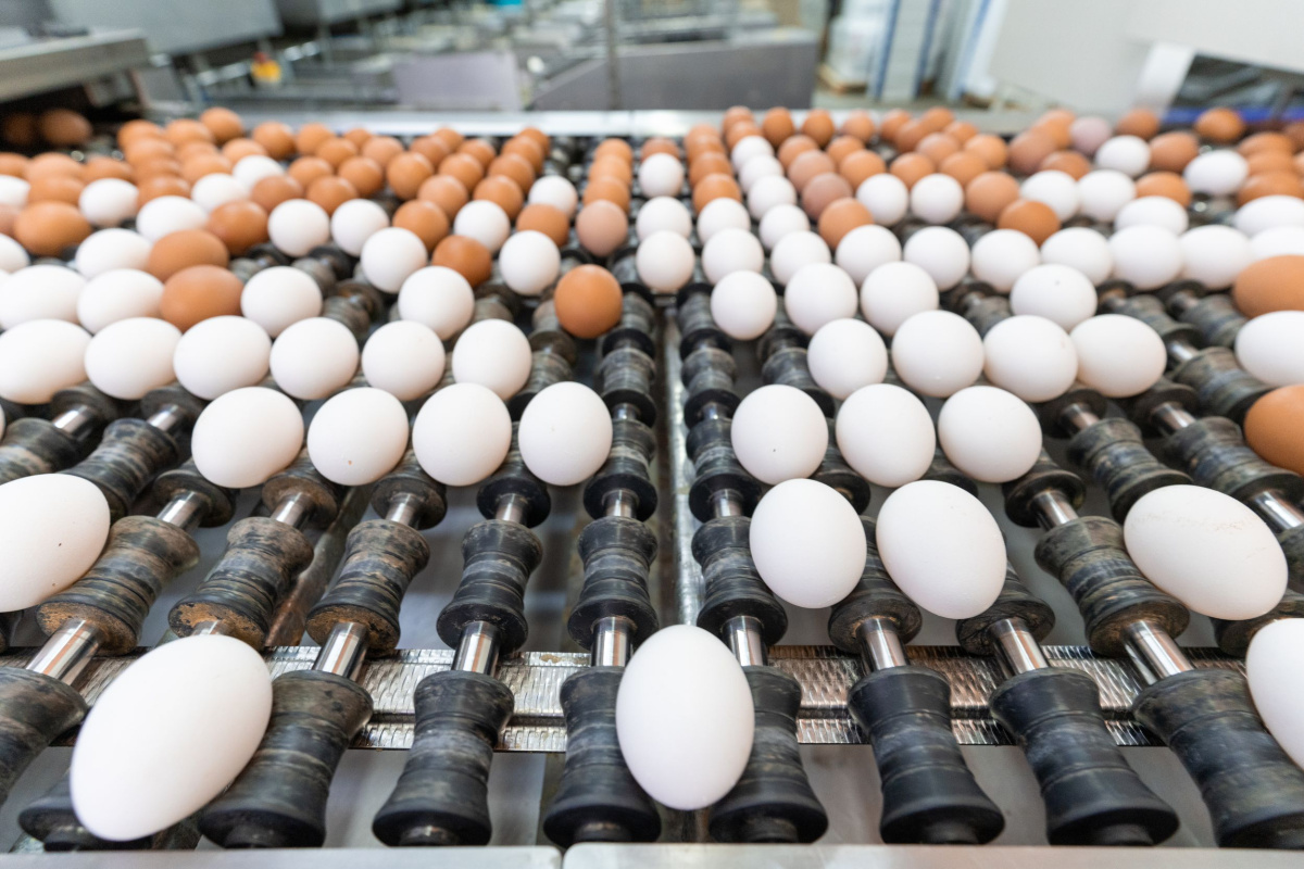 «Сибагро» увеличит производство яиц на 60% «Сибагро» увеличит производство яиц на 60%