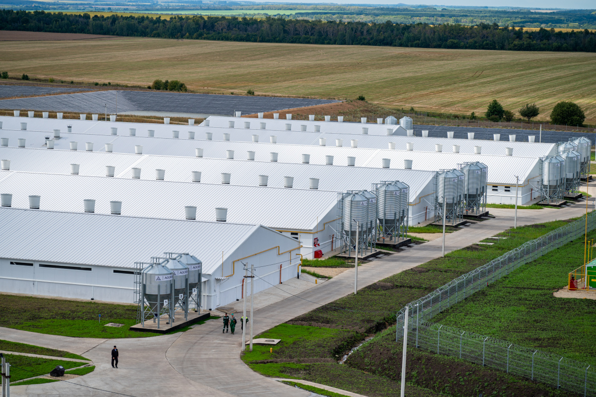 АГРОЭКО увеличила производство свинины на 30 тыс. тонн