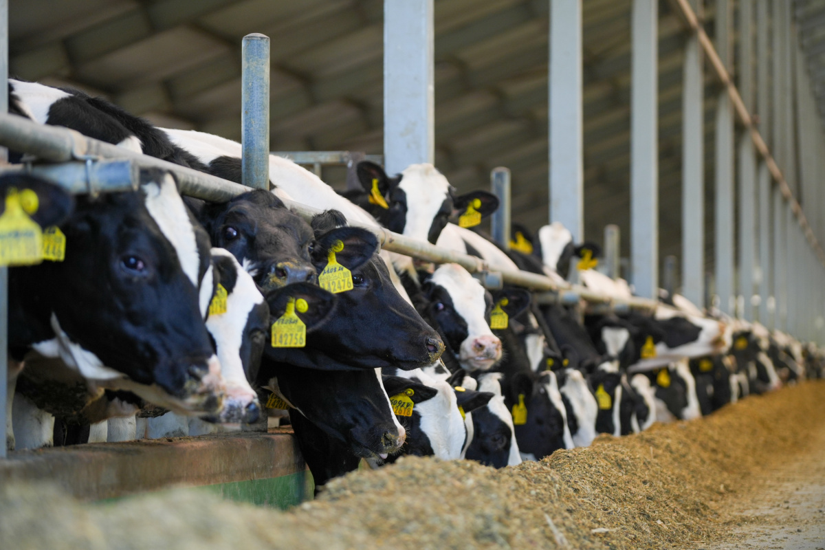 В Агропромкомплектации установлен новый молочный рекорд