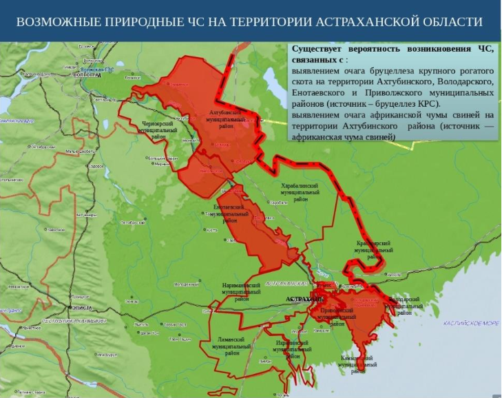 В Астраханской области не исключено возникновение ЧС, связанных с бруцеллезом КРС и АЧС В Астраханской области не исключено возникновение ЧС, связанных с бруцеллезом КРС и АЧС