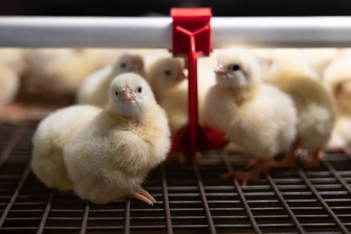 «Сибагро» увеличит производство яиц на 60% «Сибагро» увеличит производство яиц на 60%