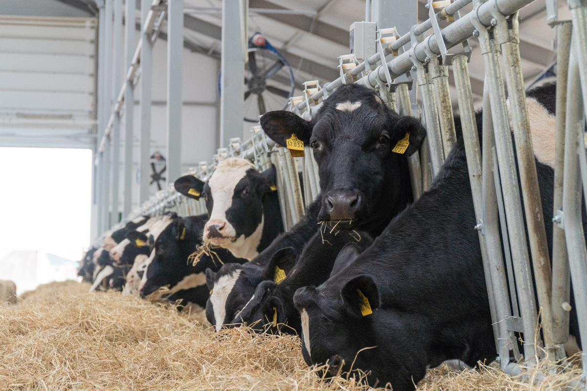 680 тонн молока в сутки — и это не предел. Агропромкомплектация устанавливает новые рекорды 680 тонн молока в сутки — и это не предел. Агропромкомплектация устанавливает новые рекорды