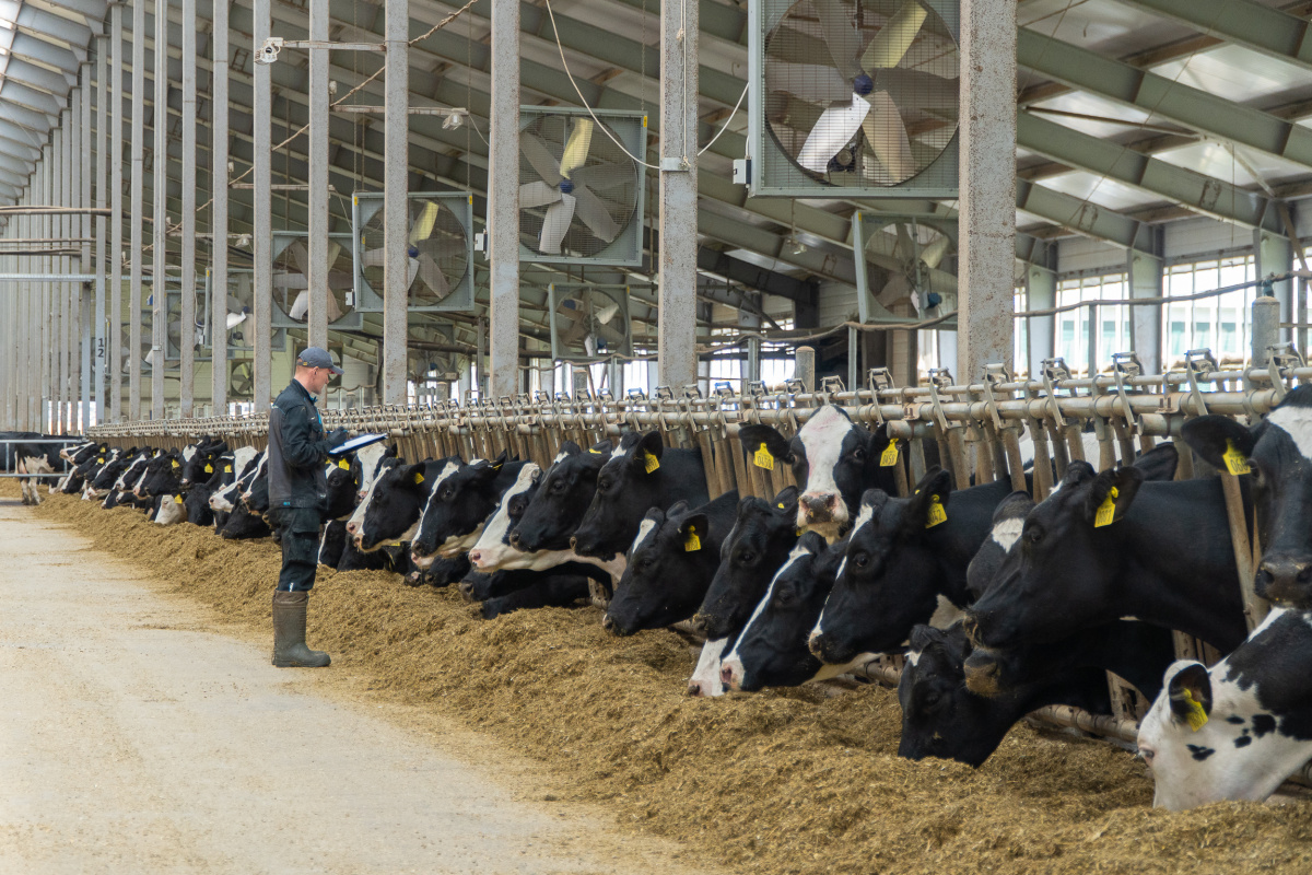 680 тонн молока в сутки — и это не предел. Агропромкомплектация устанавливает новые рекорды 680 тонн молока в сутки — и это не предел. Агропромкомплектация устанавливает новые рекорды