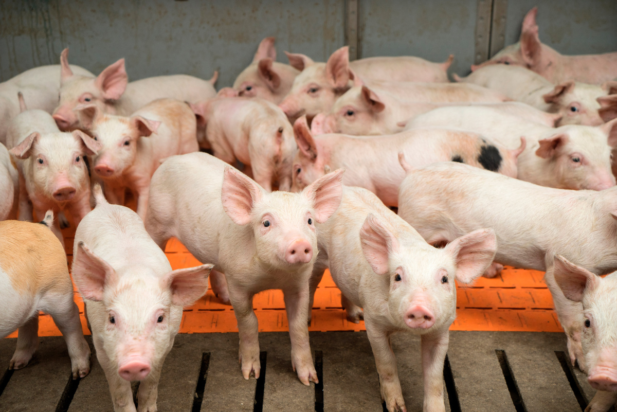АГРОЭКО увеличила производство свинины за год почти на 50 тыс. тонн