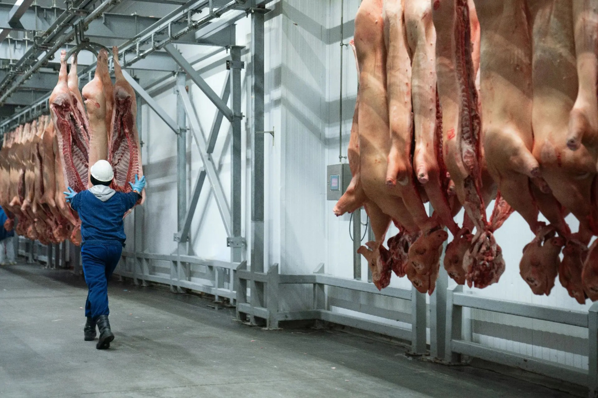 ГК «Талина» открывает новый континент: стартовали первые поставки российской свинины в Африку