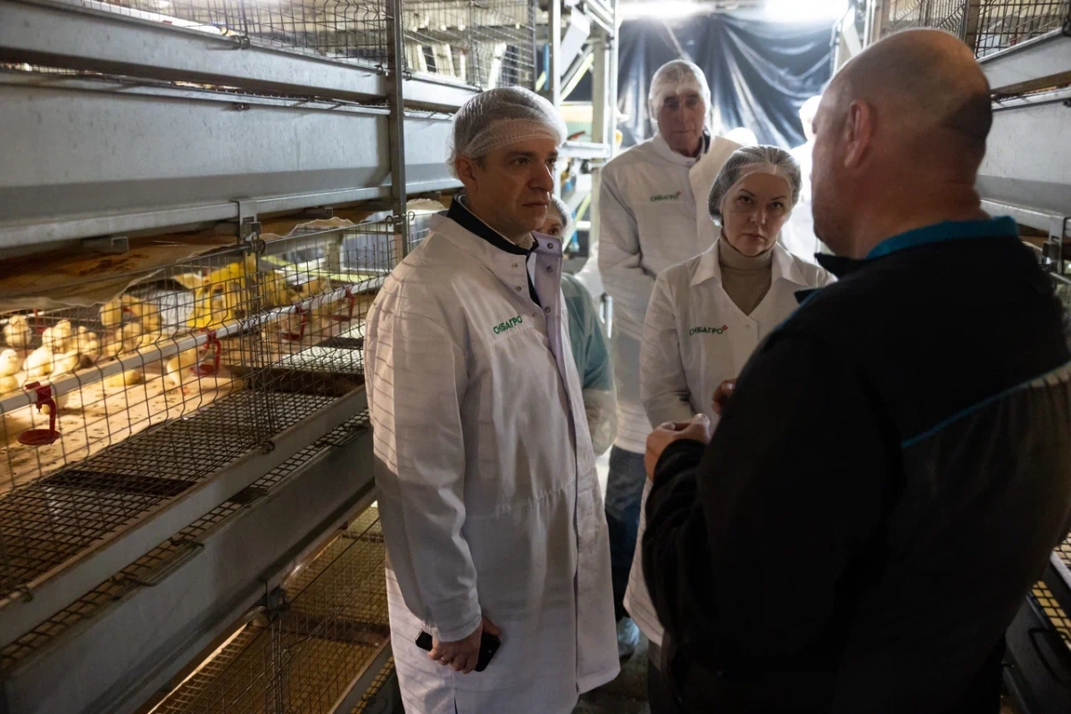 «Сибагро» увеличит производство яиц на 60% «Сибагро» увеличит производство яиц на 60%