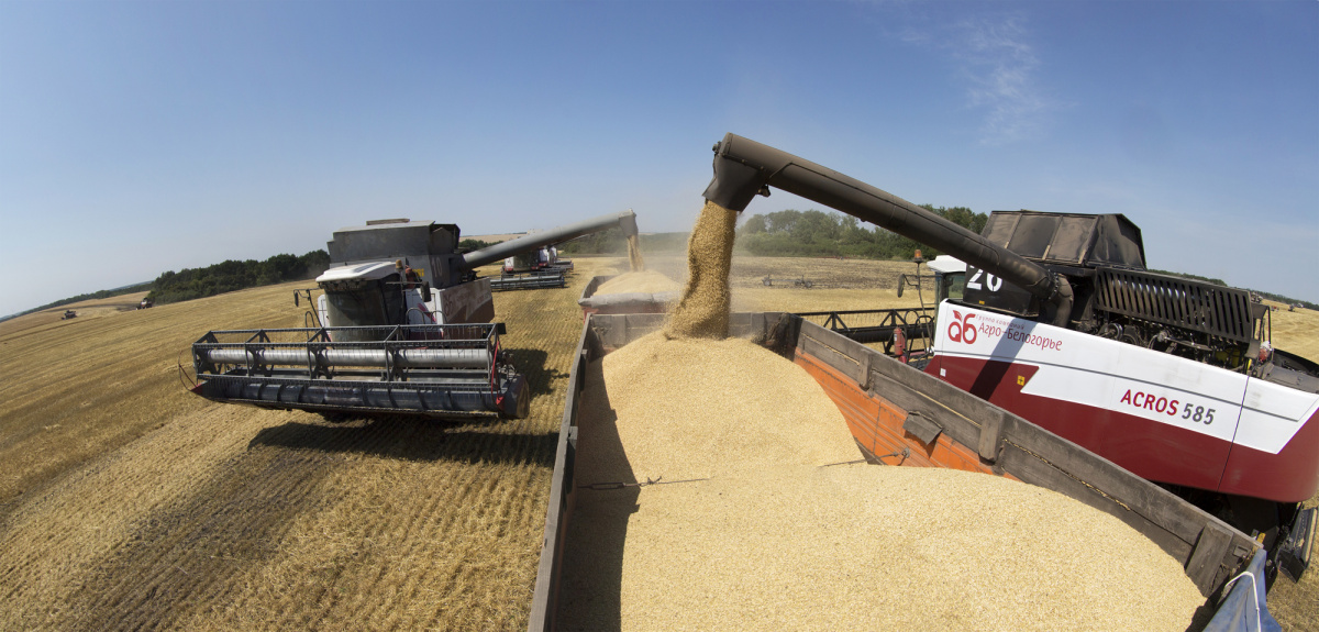 ГК "Агро-Белогорье": Озимая пшеница внушает оптимизм