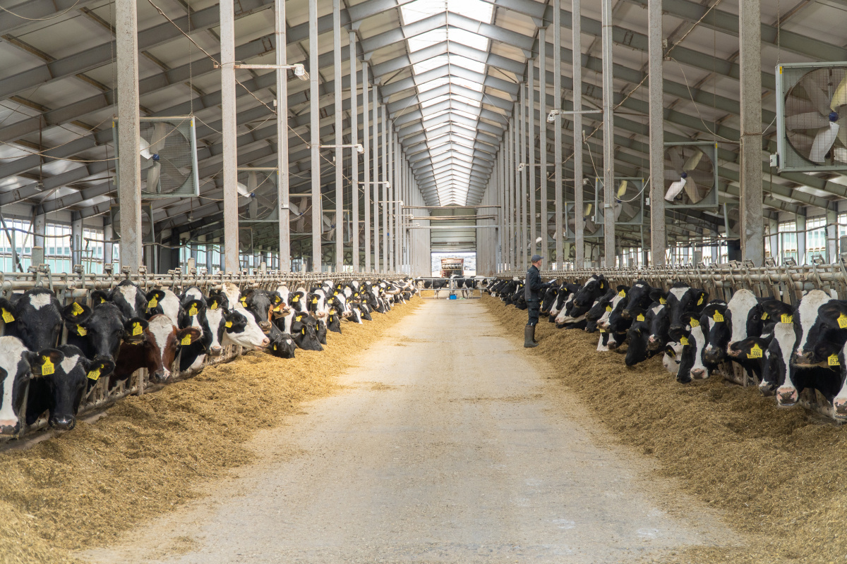 680 тонн молока в сутки — и это не предел. Агропромкомплектация устанавливает новые рекорды 680 тонн молока в сутки — и это не предел. Агропромкомплектация устанавливает новые рекорды